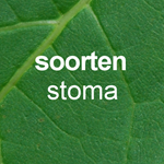 Soorten-stoma-