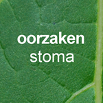 Oorzaken-stoma
